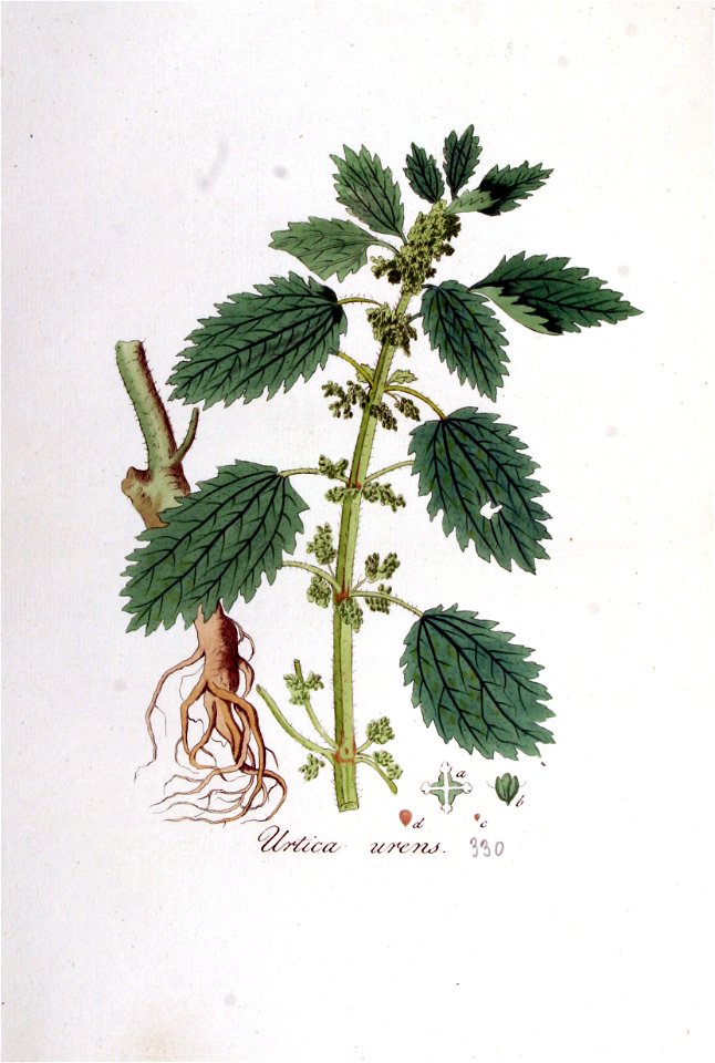 Urtica urens — Flora Batava — Volume v5