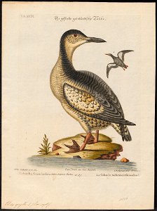 Uria grylle - 1700-1880 - Print - Iconographia Zoologica - Special Collections University of Amsterdam - UBA01 IZ17800287