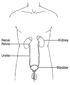 Urinary (male)