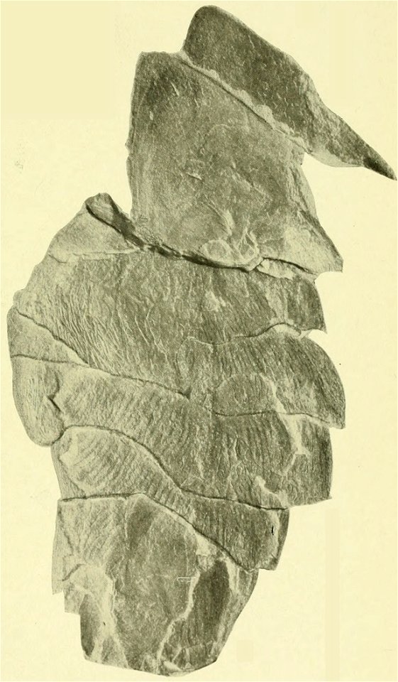 USNM PAL 57499