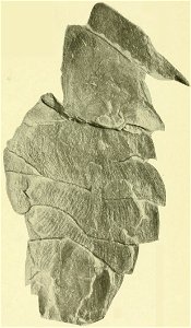 USNM PAL 57499