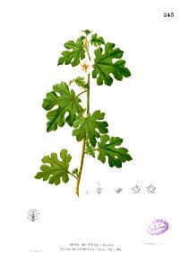 Urena heterophylla Blanco2.243