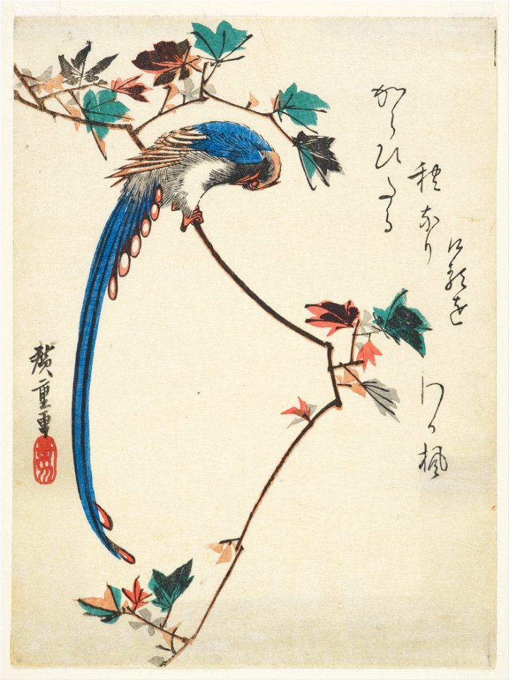 Utagawa Hiroshige - Blue magpie on maple branch - Google Art Project