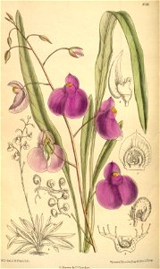 Utricularia longifolia 139-8516