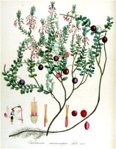 Vaccinium macrocarpon — Flora Batava — Volume v14