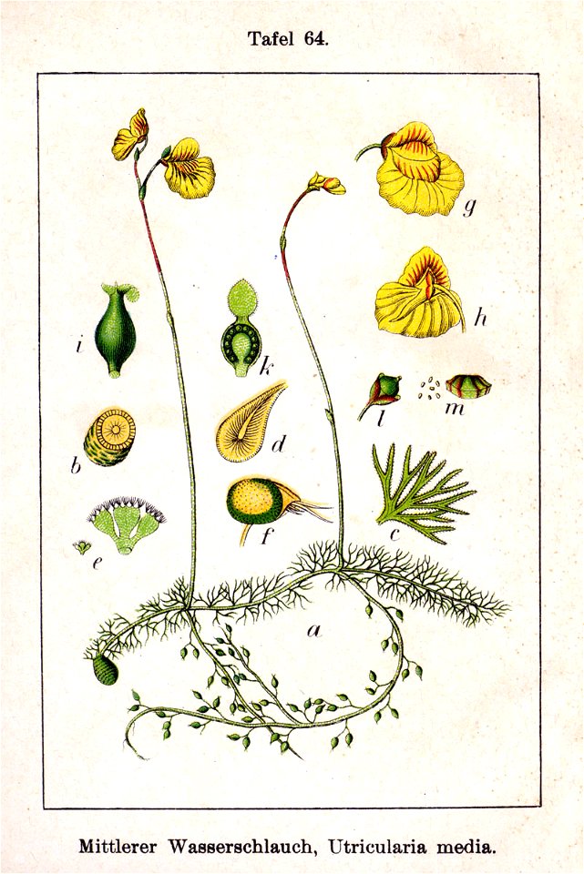 Utricularia sp Sturm64