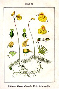 Utricularia sp Sturm64