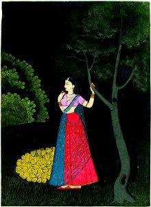 Utka nayika (6124583127)