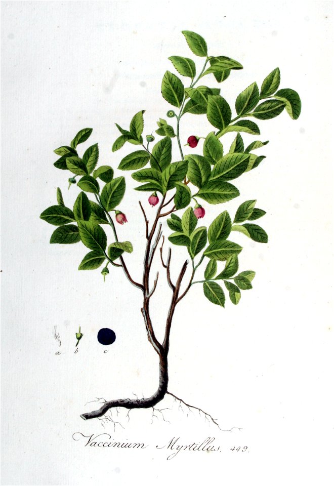 Vaccinium myrtillus — Flora Batava — Volume v6