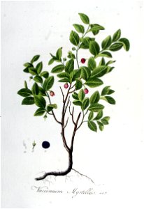 Vaccinium myrtillus — Flora Batava — Volume v6