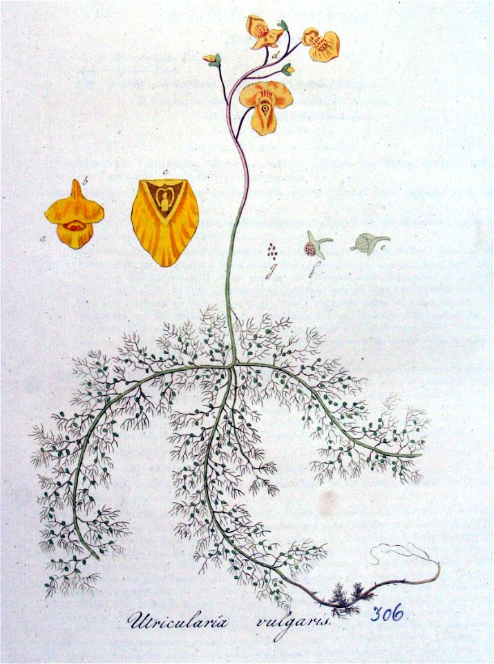 Utricularia vulgaris — Flora Batava — Volume v4