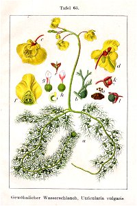 Utricularia vulgaris Sturm63