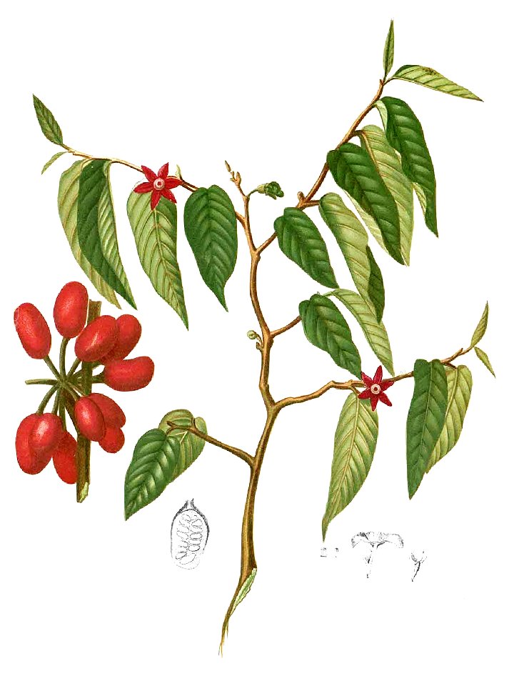 Uvaria purpurea Blanco1.195-cropped