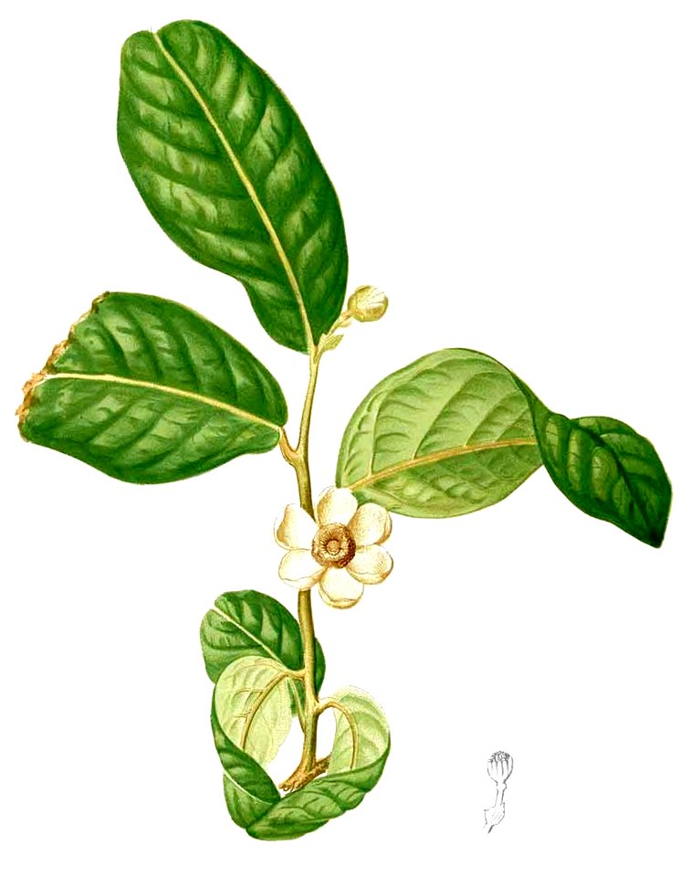 Uvaria timoriensis Blanco2.434-cropped