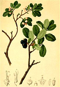 Vaccinium uliginosum Atlas Alpenflora