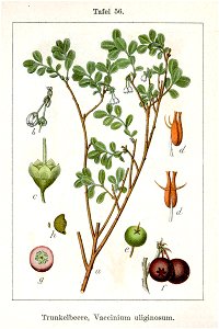 Vaccinium uliginosum Sturm56
