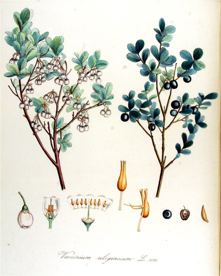 Vaccinium uliginosum — Flora Batava — Volume v14