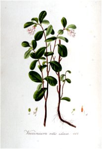 Vaccinium vitis-idaea — Flora Batava — Volume v6