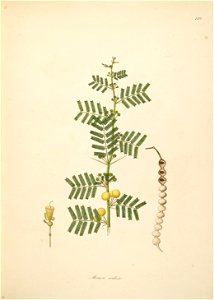 Vachellia nilotica Roxburgh 1798 2-149. Free illustration for personal and commercial use.