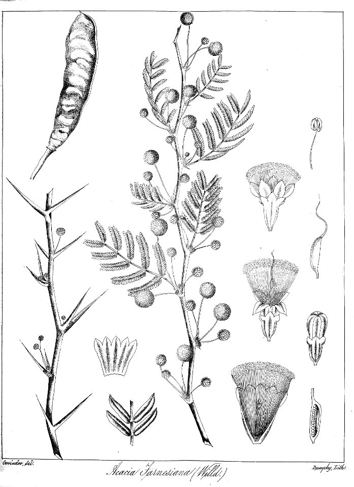 Vachellia farnesiana Govindoo