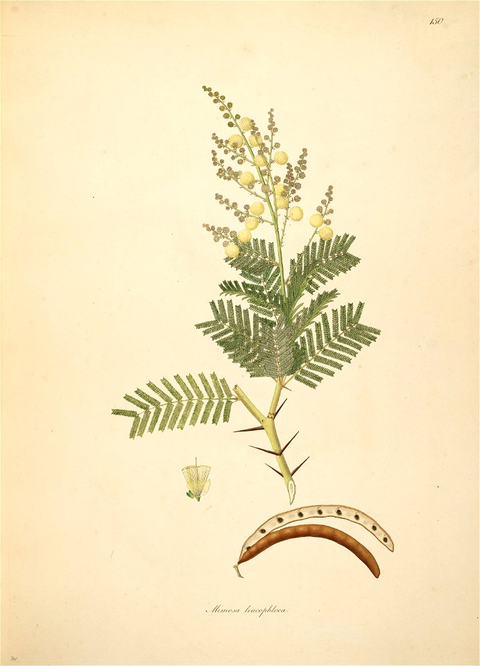 Vachellia leucophloea Roxburgh 1798 2-150