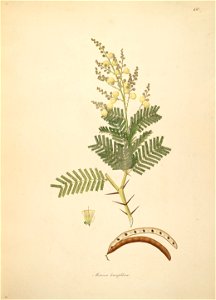 Vachellia leucophloea Roxburgh 1798 2-150. Free illustration for personal and commercial use.