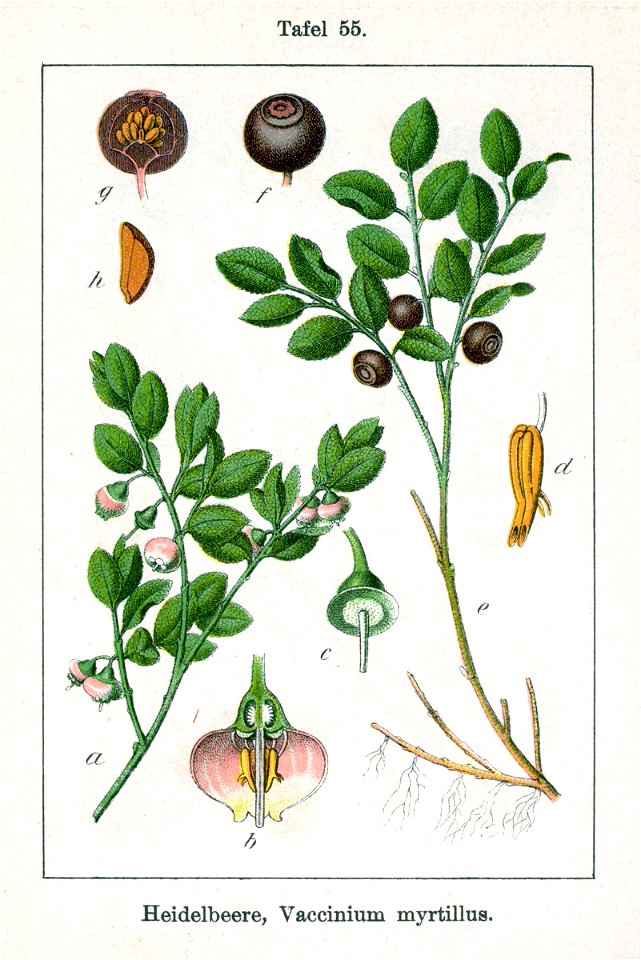Vaccinium myrtillus Sturm09055
