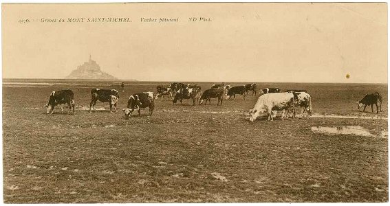 Vaches sur les polders