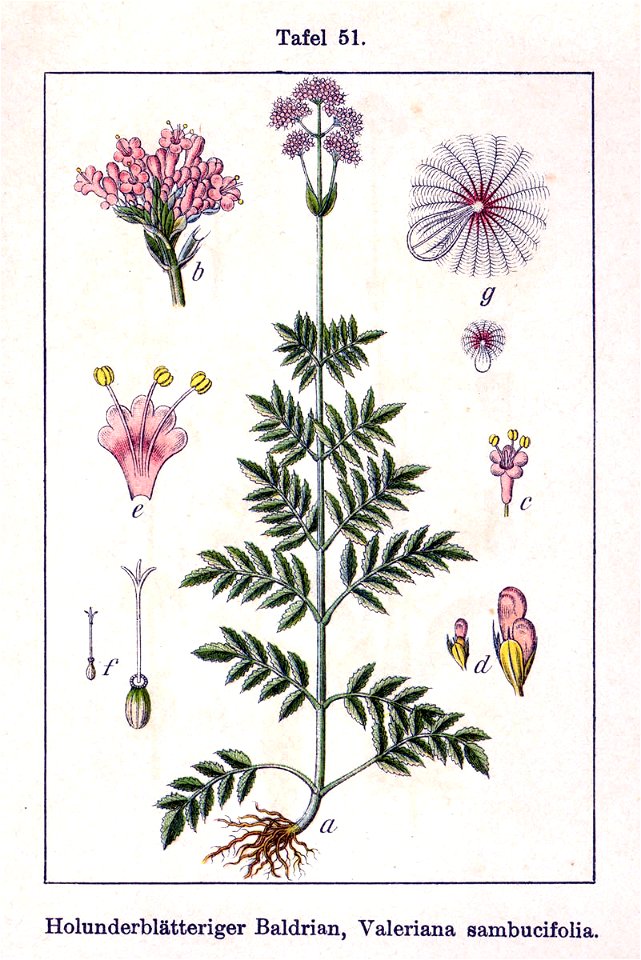 Valeriana sambucifolia Sturm51
