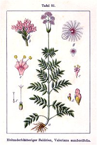 Valeriana sambucifolia Sturm51