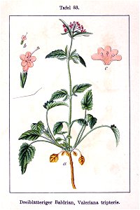 Valeriana tripteris Sturm53