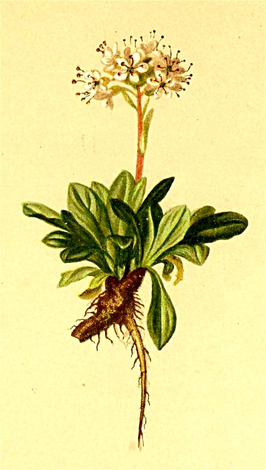 Valeriana saliunca Atlas Alpenflora