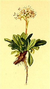 Valeriana saliunca Atlas Alpenflora