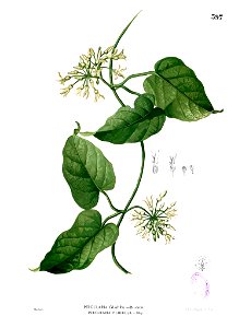 Vallaris glabra Blanco2.397