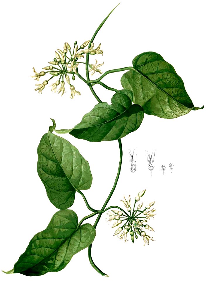 Vallaris glabra Blanco2.397-cropped