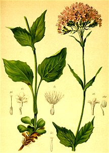 Valeriana montana Atlas Alpenflora