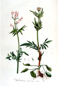 Valeriana dioica — Flora Batava — Volume v5