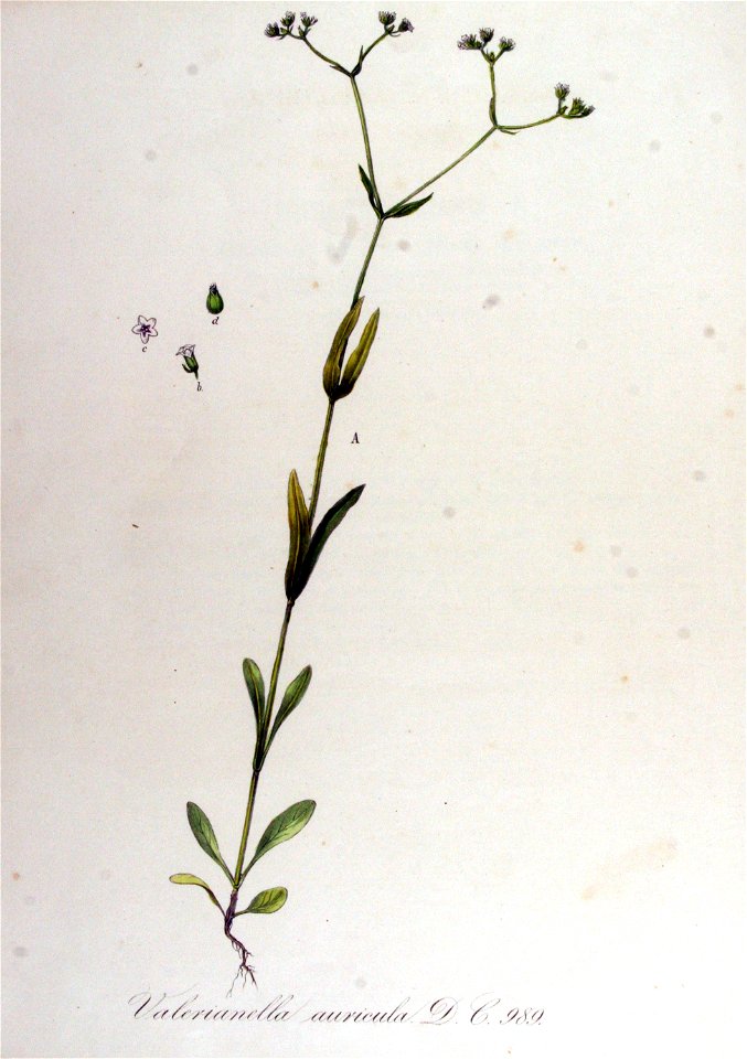 Valerianella auricula — Flora Batava — Volume v13