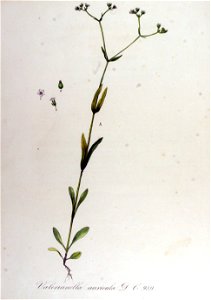 Valerianella auricula — Flora Batava — Volume v13