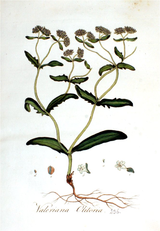 Valeriana olitoria — Flora Batava — Volume v3