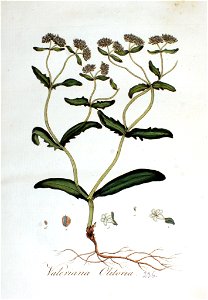Valeriana olitoria — Flora Batava — Volume v3