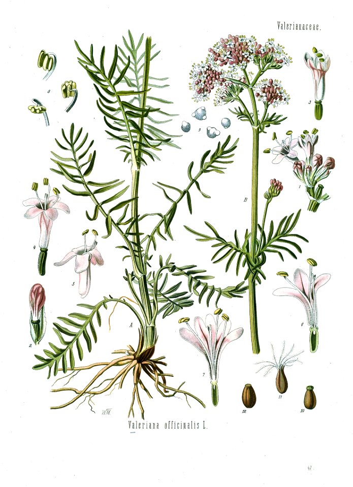 Valeriana officinalis - Köhler–s Medizinal-Pflanzen-143 clean