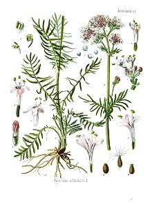 Valeriana officinalis - Köhler–s Medizinal-Pflanzen-143 clean