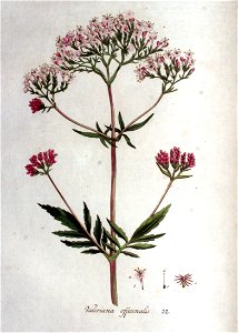 Valeriana officinalis — Flora Batava — Volume v1