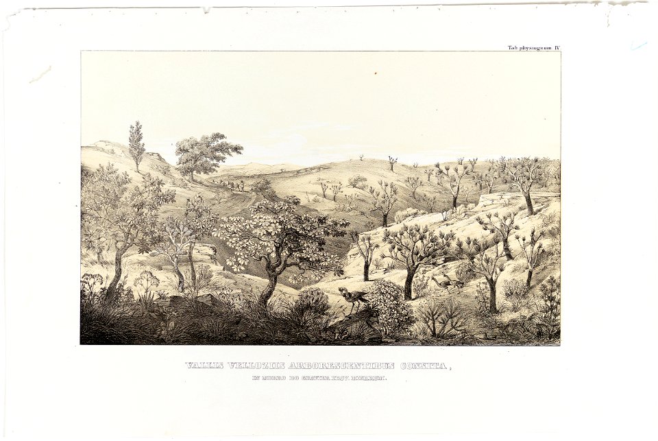 Vallis Velloziis Arborescentibus Consita, in Morro do Gravier Prov. Minarum, da Coleção Brasiliana Iconográfica
