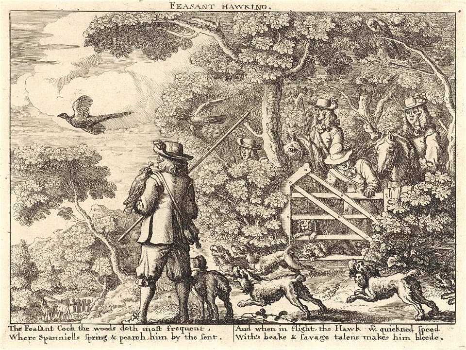 Valkenjacht op fazanten