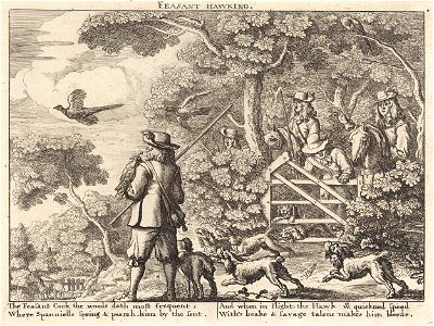 Valkenjacht op fazanten