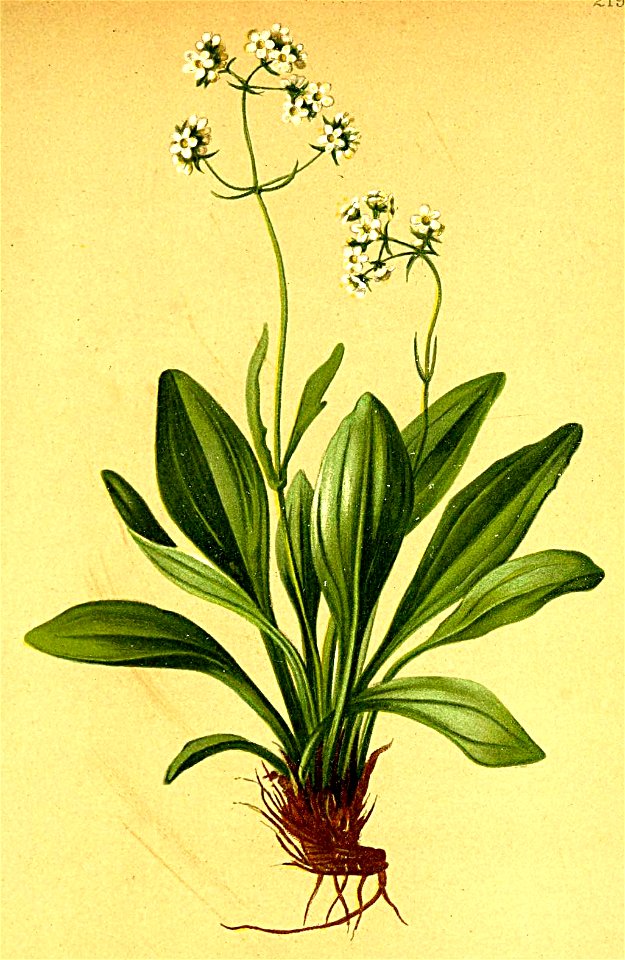 Valeriana saxatilis Atlas Alpenflora