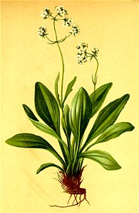 Valeriana saxatilis Atlas Alpenflora