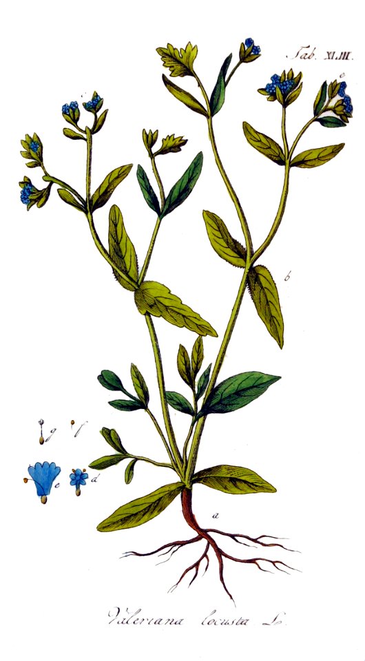 Valeriana locusta Ypey43